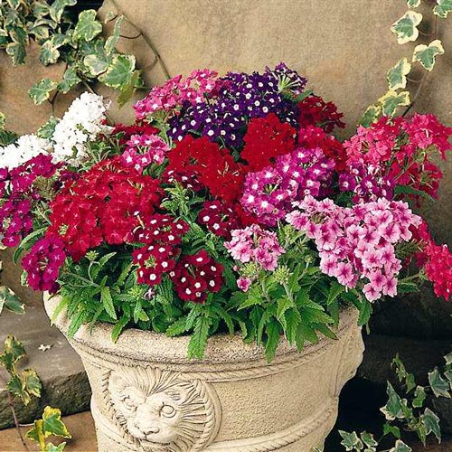 Werbena, mieszanka interface.art zdjęcie 1 Werbena, mieszanka interface.image 1 interface.art 8784