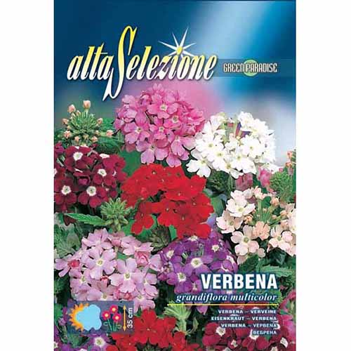 Werbena ogrodowa, mieszanka kolorów Morami interface.image 1 interface.art 96370