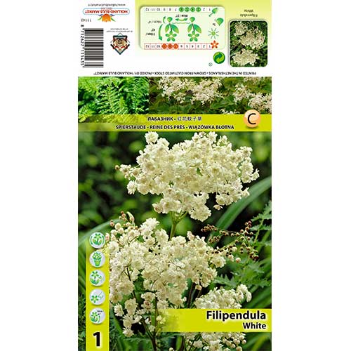 Wiązówka (Filipendula) Alba interface.image 1 interface.art 70387
