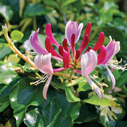 Wiciokrzew pomorski Belgica interface.image 1 interface.art 9572