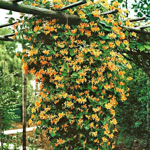 Wiciokrzew Browna Dropmore Scarlet interface.image 1 interface.art 9045