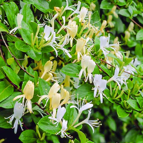 Wiciokrzew Halls prolific interface.image 1 interface.art 9179