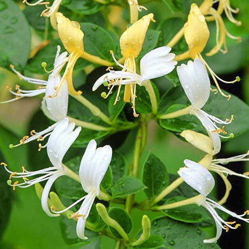 Wiciokrzew Halls prolific interface.image 2 interface.art 9179