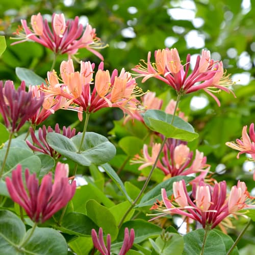 Wiciokrzew Heckrotta American Beauty, P9 interface.image 1 interface.art 9046