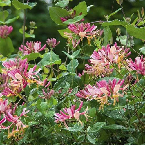 Wiciokrzew Heckrotta Goldflame, С2 interface.image 1 interface.art 8231