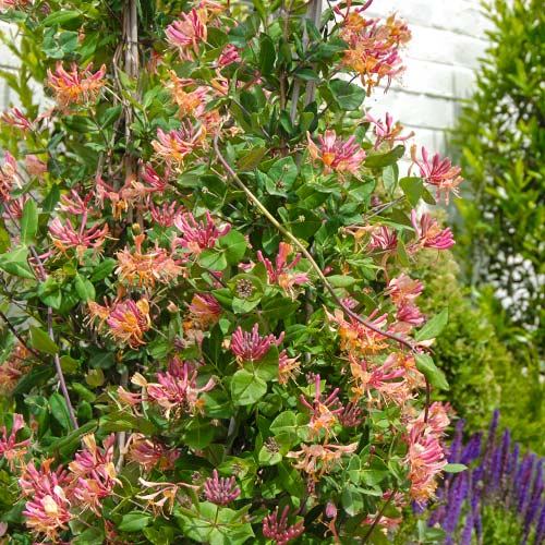 Wiciokrzew Hecrotti interface.image 1 interface.art 9177