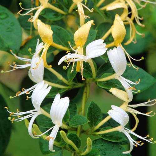 Wiciokrzew japoński Hall's Prolific interface.image 2 interface.art 2430