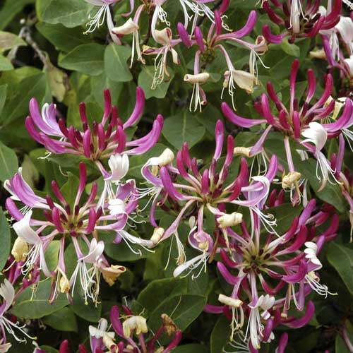 Wiciokrzew pomorski Fragrant Cloud, С2 interface.image 1 interface.art 8230