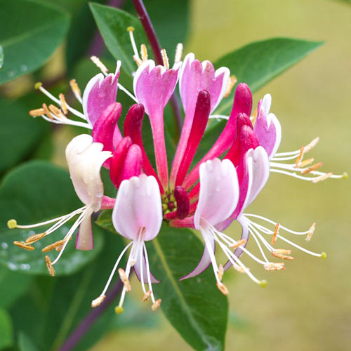 Wiciokrzew pomorski Serotina interface.image 1 interface.art 9573