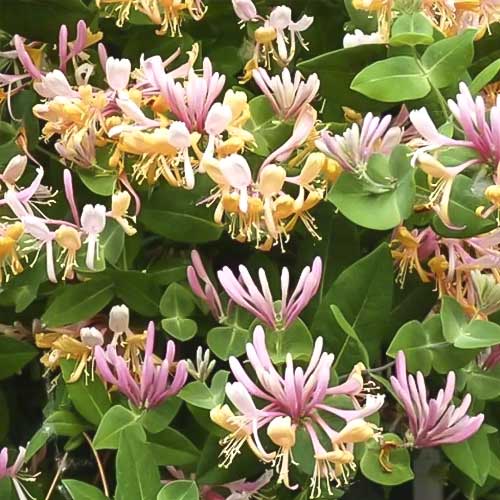 Wiciokrzew przewiercień Inga, С2 interface.image 1 interface.art 8228