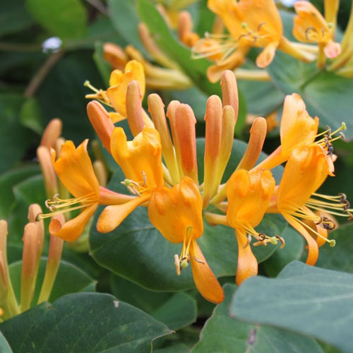 Wiciokrzew Tellmana interface.image 1 interface.art 9574