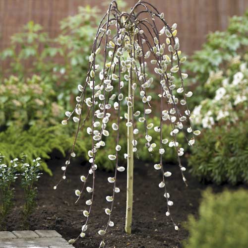 Wierzba Iwa Kilmarnock, С5 interface.image 1 interface.art 7712