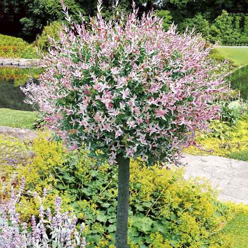 Wierzba japońska Hakuro Nishiki, С3 interface.art zdjęcie 1 Wierzba japońska Hakuro Nishiki, С3 interface.image 1 interface.art 7713