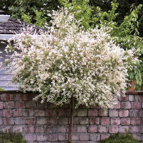 Wierzba płacząca Pendula, С5 interface.image 1 interface.art 7714