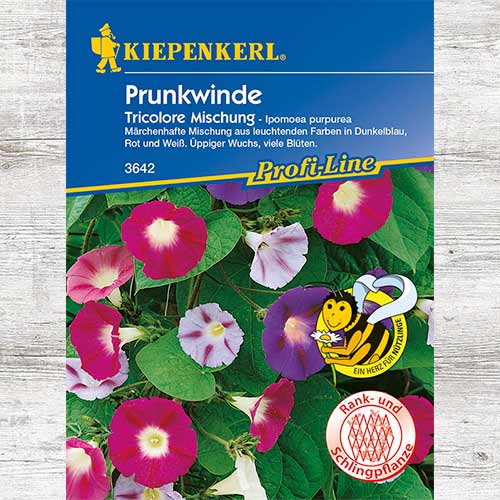 Wilec purpurowy Tricolor, mieszanka interface.image 1 interface.art 86303