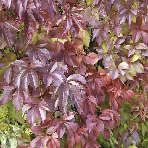 Parthenocissus quinquefolia Redwall® Troki, С2 interface.image 1 interface.art 8232