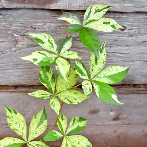 Winobluszcz pięciolistkowy Star Showers, Р9 interface.art zdjęcie 1 Winobluszcz pięciolistkowy Star Showers, Р9 interface.image 1 interface.art 5866