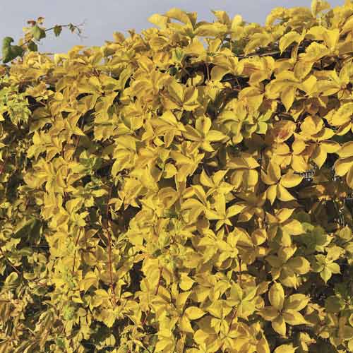 Parthenocissus quinquefolia Yellow Wall, С2 interface.image 1 interface.art 8233