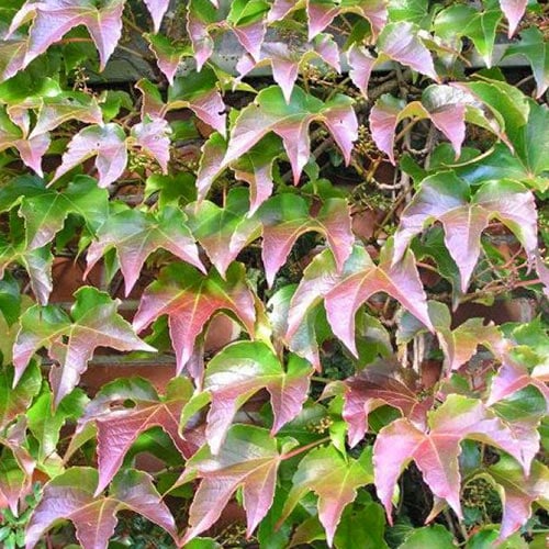 Parthenocissus tricuspidata Veitchii, С2 interface.image 1 interface.art 8236