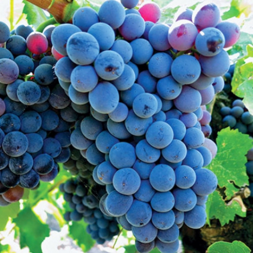 Winorośl Adel Mine interface.art zdjęcie 1 Winorośl Adel Mine interface.image 1 interface.art 6950