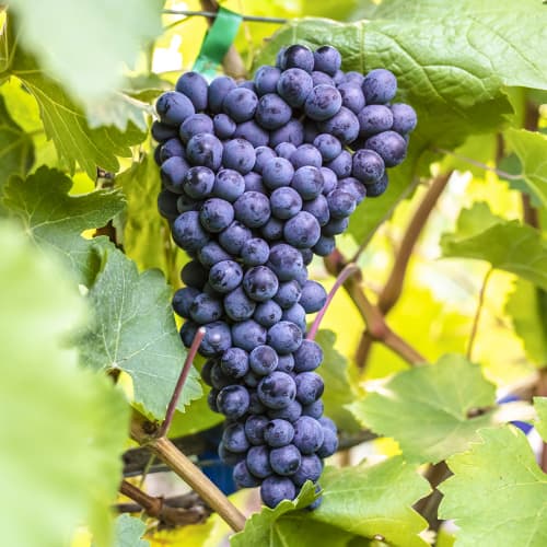 Winorośl Alden interface.image 1 interface.art 6957