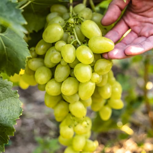 Winorośl Arkadia, Р9 interface.image 1 interface.art 7303