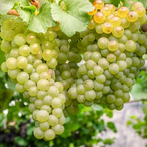 Winorośl Aurora, P9 interface.image 1 interface.art 7372