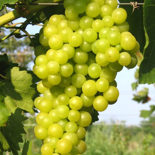 Winorośl bezpestkowa Lakemont interface.art zdjęcie 1 Winorośl bezpestkowa Lakemont interface.image 1 interface.art 7344