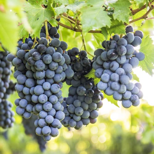 Winorośl Boskoop Glory interface.image 1 interface.art 5561