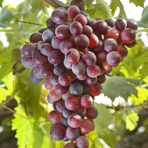 Winorośl Canadice, Р9 interface.image 1 interface.art 5639