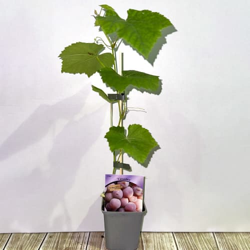 Winorośl Canadice, Р9 interface.image 2 interface.art 5639