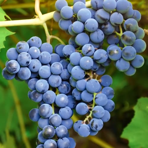 Winorośl Cascade, Р9 interface.image 1 interface.art 7374