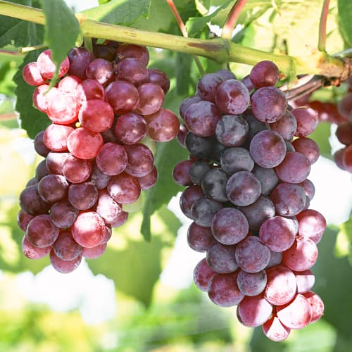 Winorośl Chrupka Pink interface.image 1 interface.art 5562