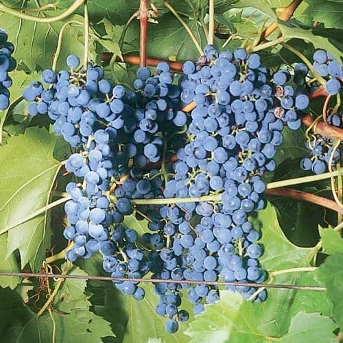 Winorośl Frontenac interface.image 1 interface.art 4899