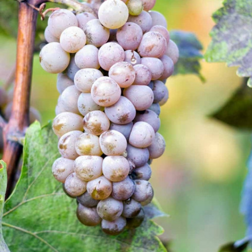 Winorośl Hibernal interface.image 1 interface.art 6961