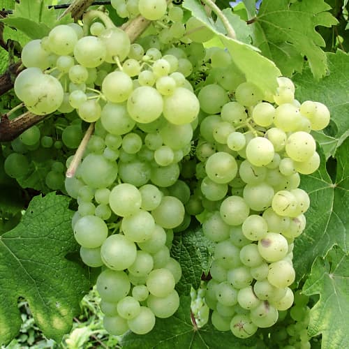 Winorośl Himrod interface.image 1 interface.art 5568