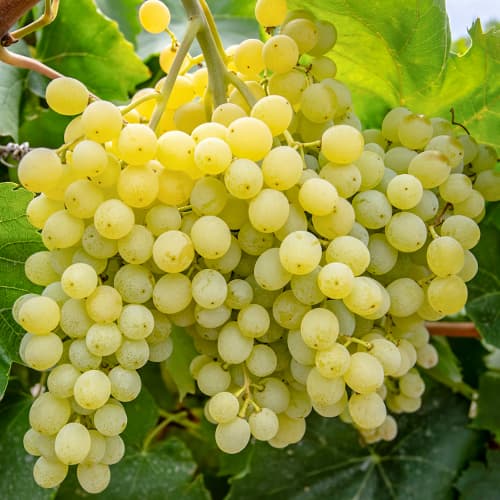 Winorośl Iza Zaliwska interface.image 1 interface.art 5563