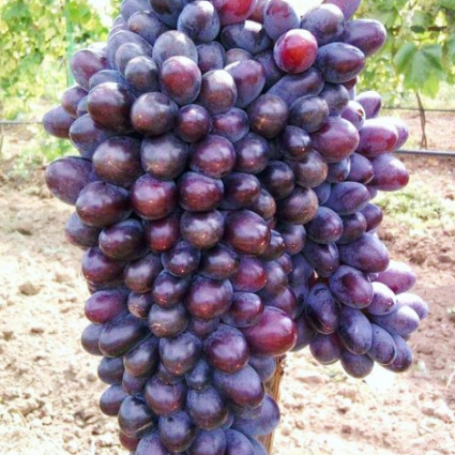 Winorośl Jupiter interface.image 1 interface.art 6955