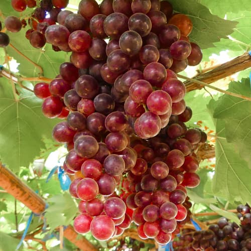 Winorośl Kalina Red, Р9 interface.image 1 interface.art 4897