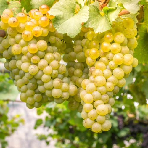 Winorośl Kiszmisz biała interface.image 1 interface.art 7312