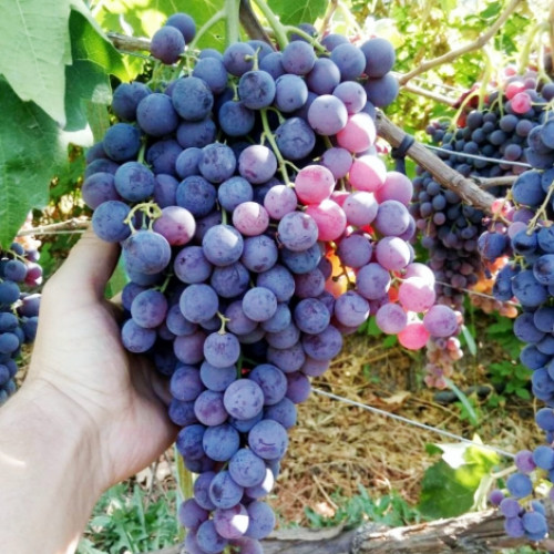 Winorośl Kiszmisz Mołdawski interface.image 1 interface.art 7337