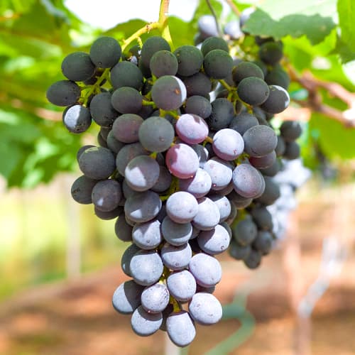 Winorośl Kodrianka, Р9 interface.image 1 interface.art 7339