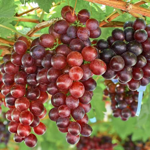 Winorośl Lidia, Р9 interface.image 1 interface.art 7340