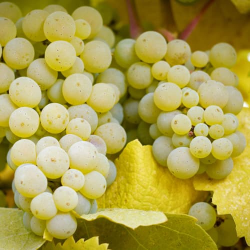 Winorośl Lilla, Р9 interface.image 1 interface.art 5569