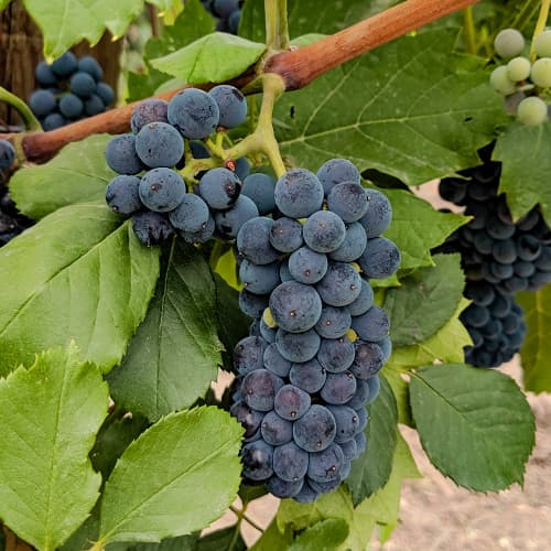 Winorośl Marechal Foch interface.image 1 interface.art 6949