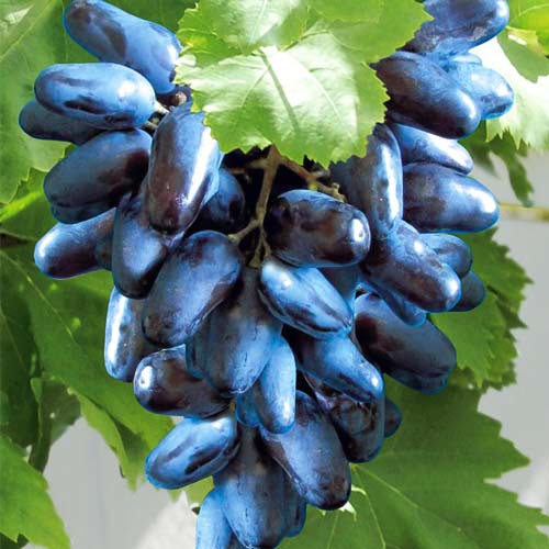 Winorośl Maxi Black interface.image 1 interface.art 7321