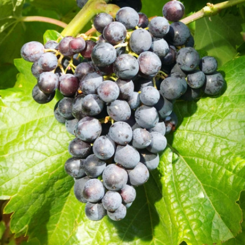 Winorośl Muscat Bleu interface.image 1 interface.art 7341