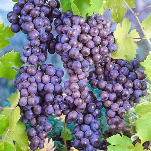 Winorośl Muscat Hamburg interface.image 2 interface.art 7342