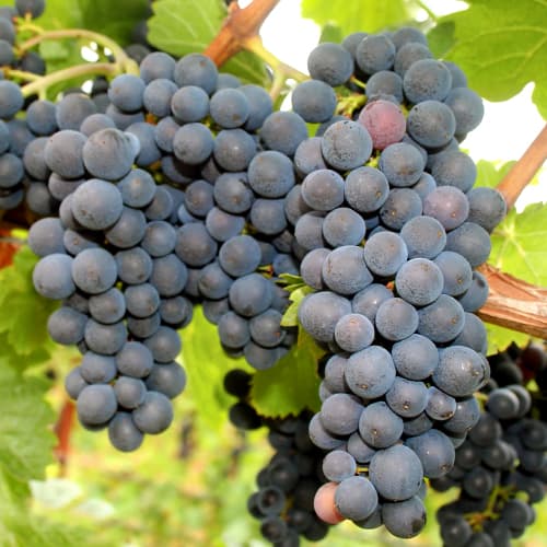 Winorośl Nero interface.image 1 interface.art 5640