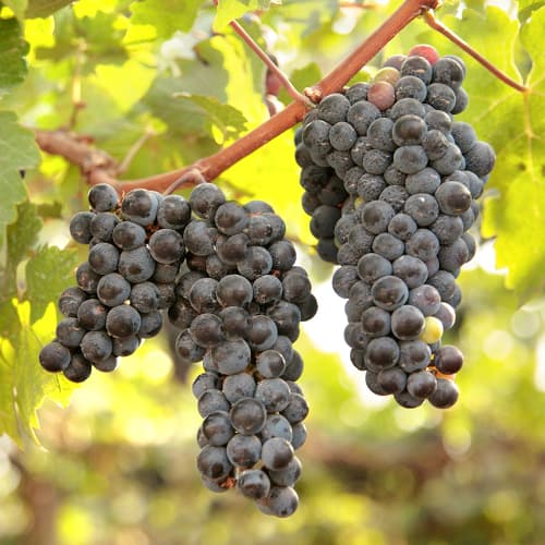 Winorośl New York Muscat, Р9 interface.image 1 interface.art 6959